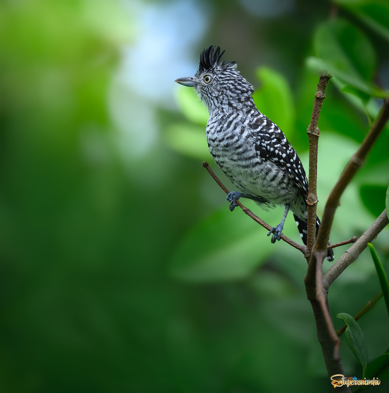 Barred Antshrike (male)