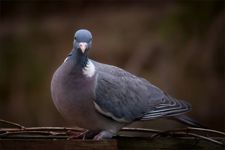 Сизый