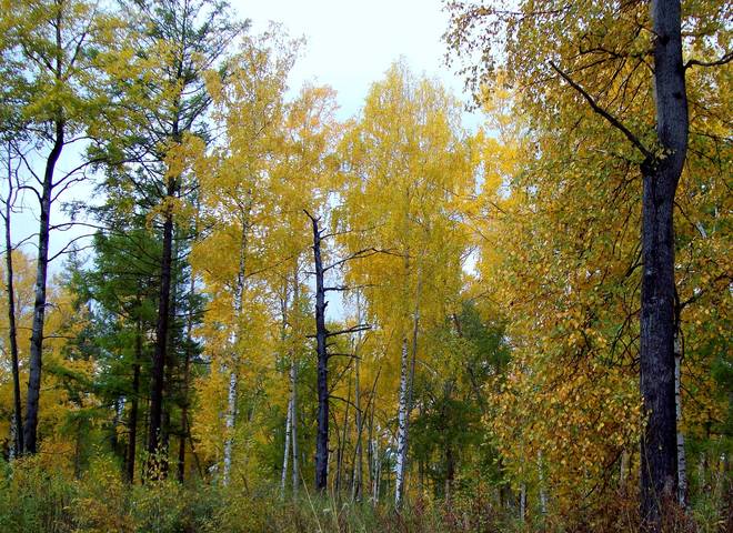 В осеннем лесу