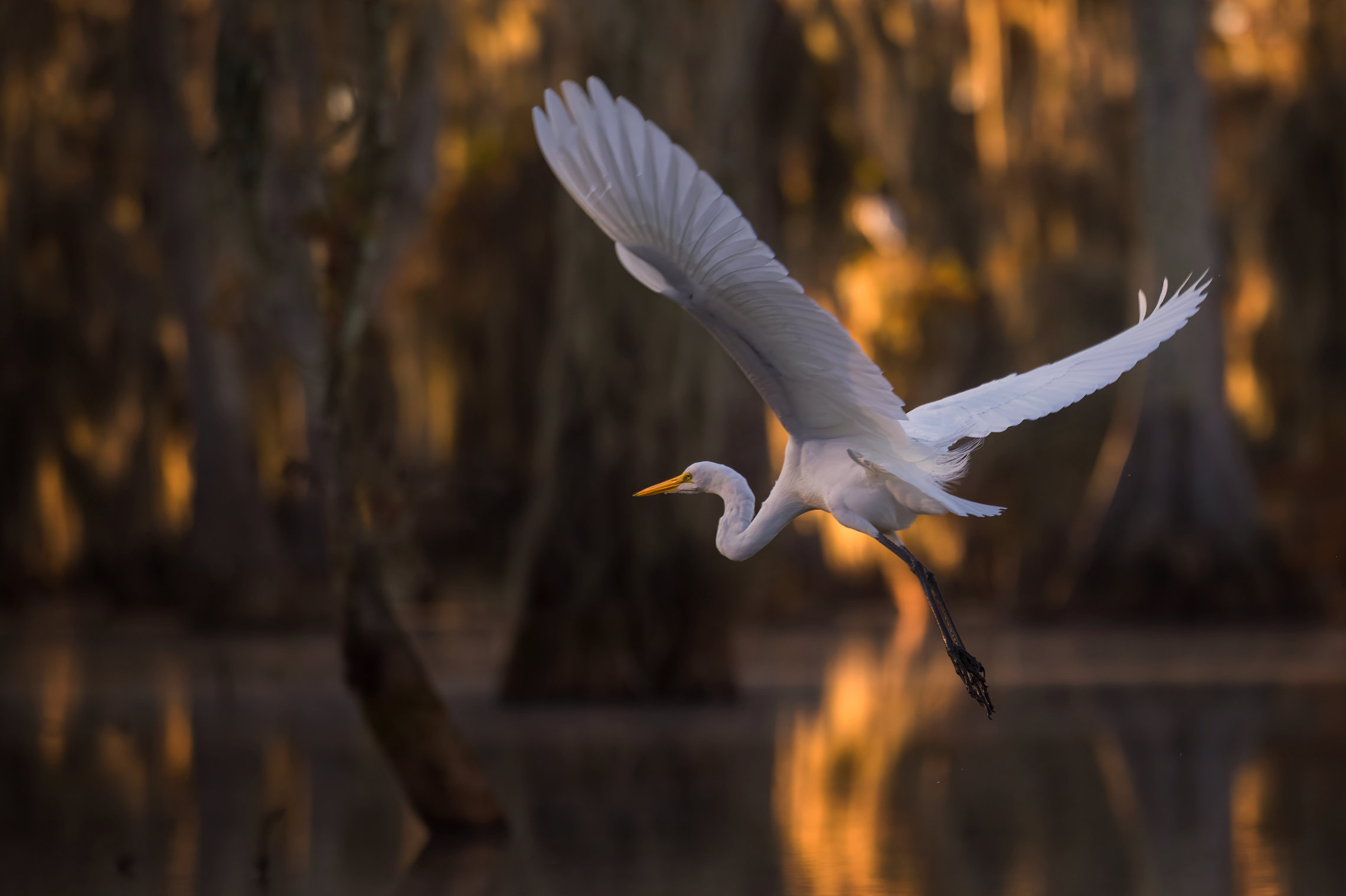 Fishing in Magic Swamps