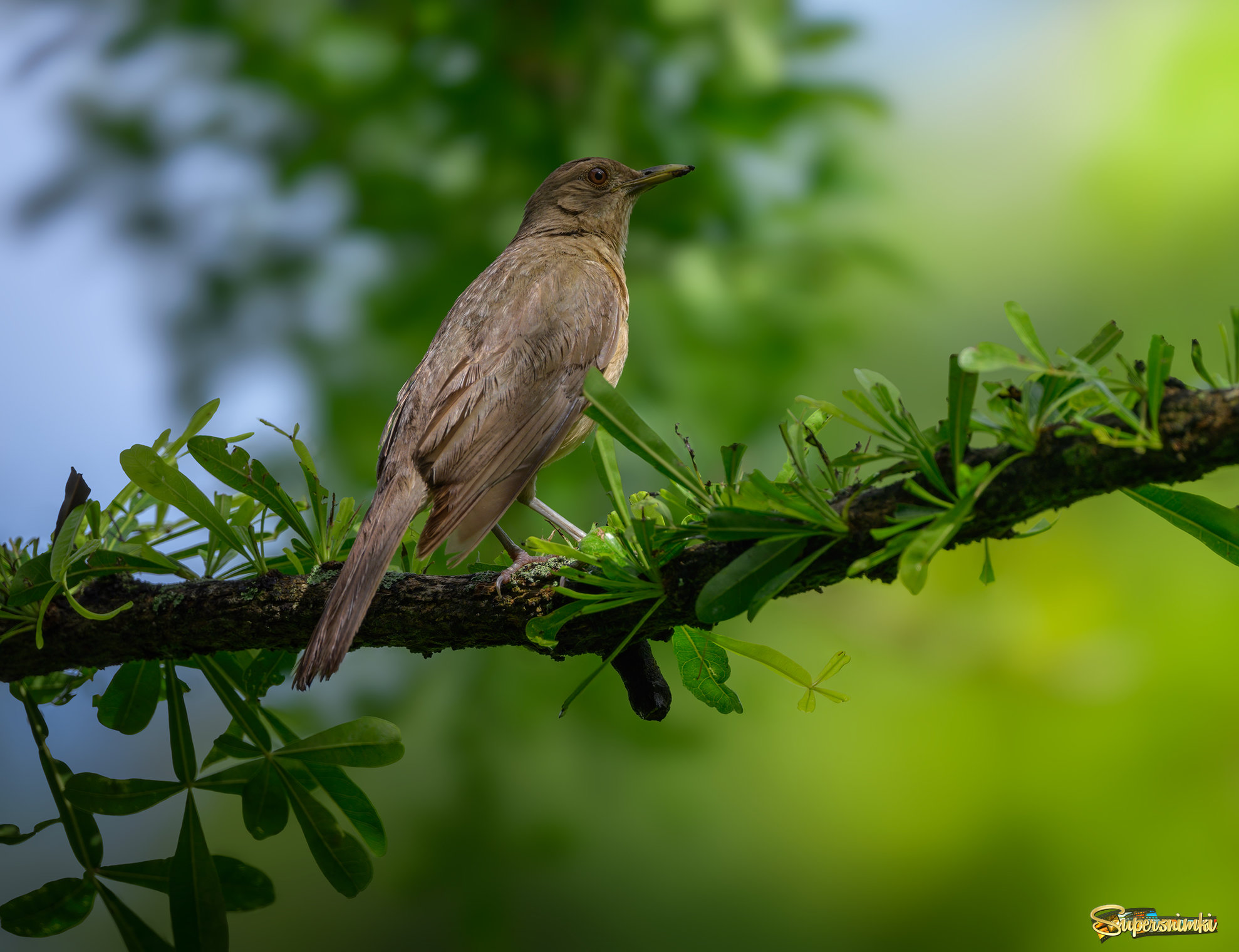 Clay-colored Thrush