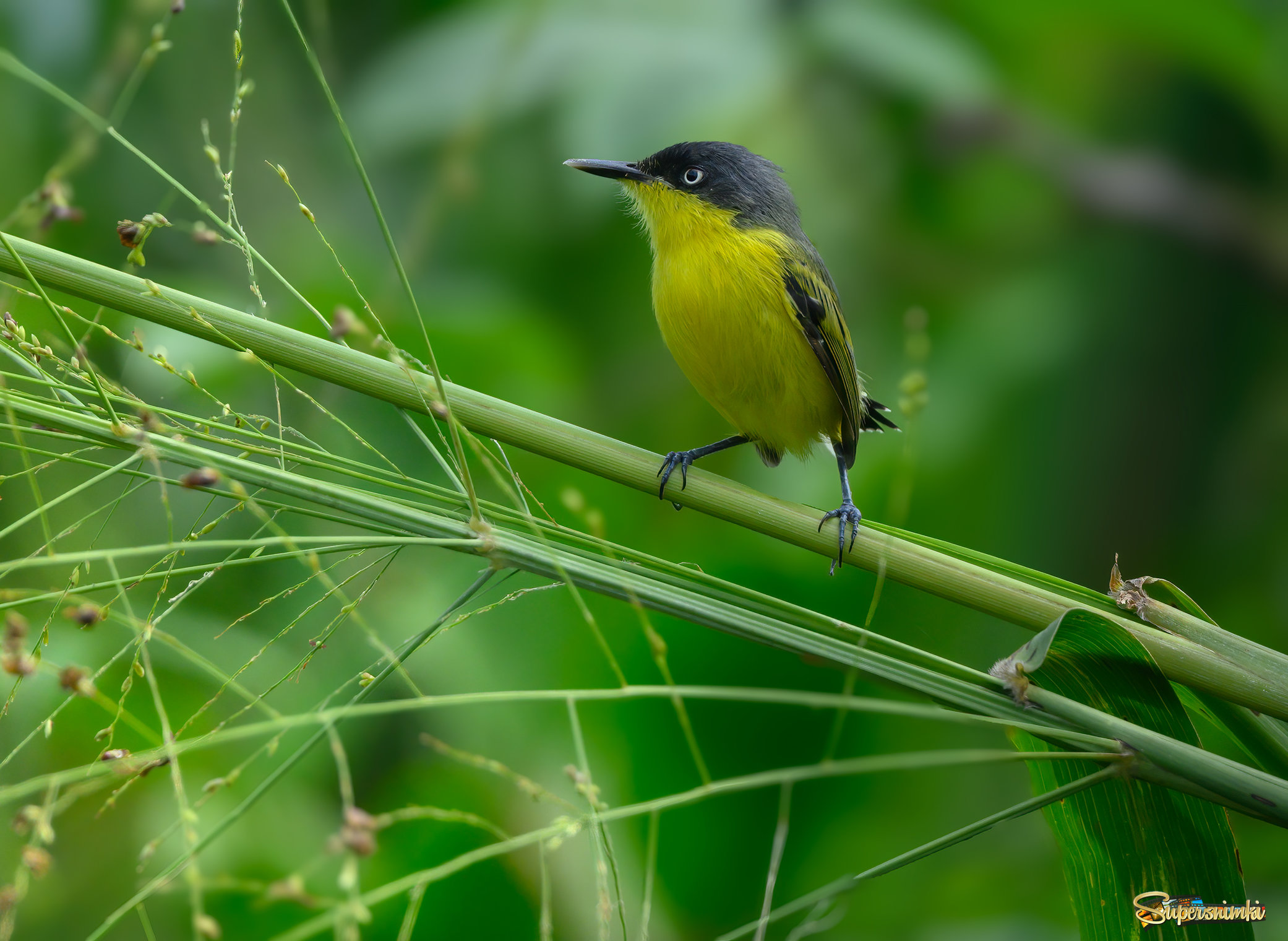 Common tody-flycatcher