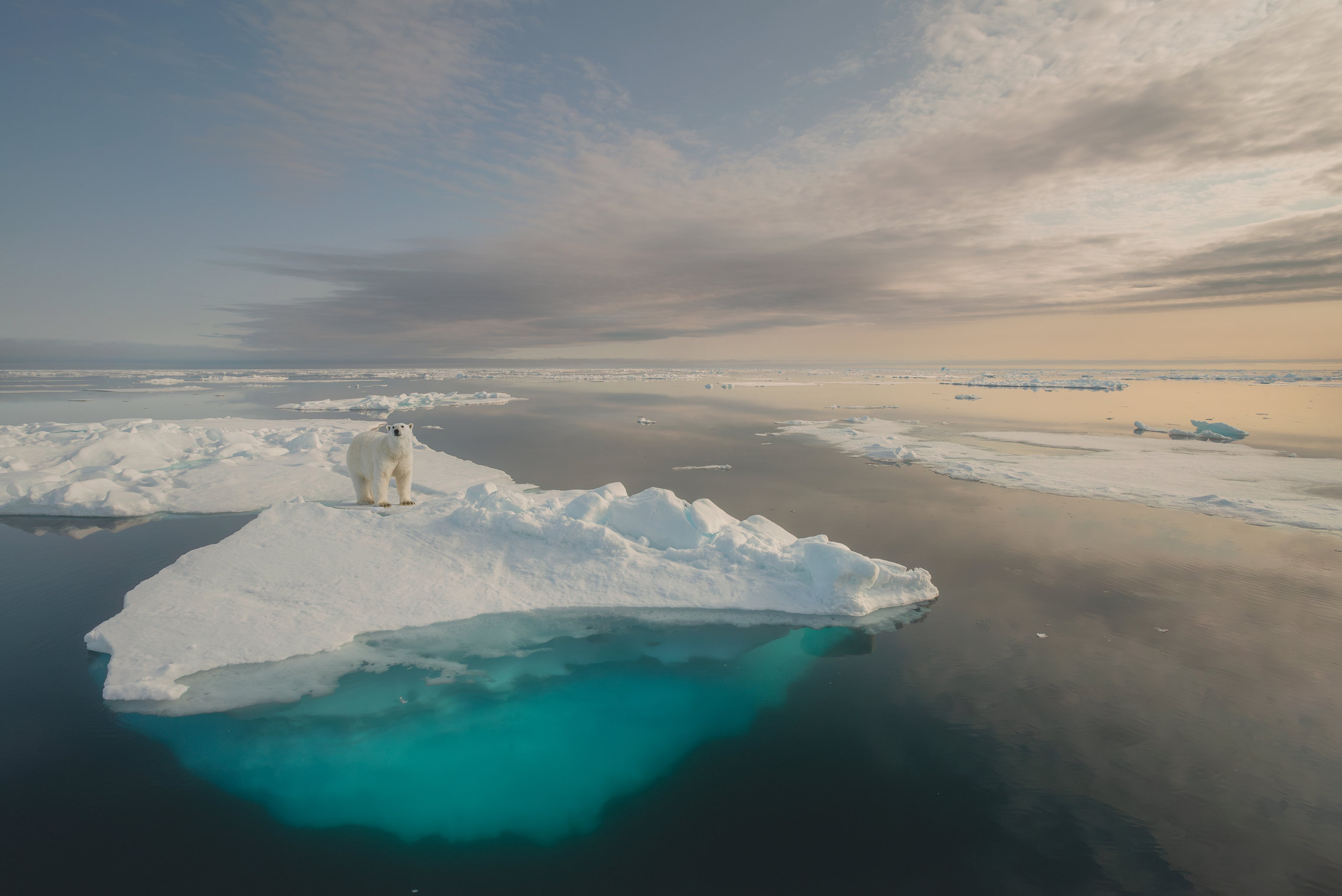 Polar bear in Arctic landscape