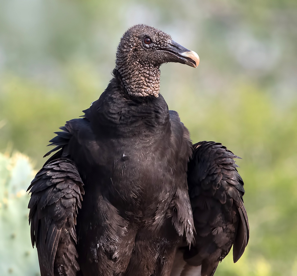 Black Vulture - Американская чёрная катарта