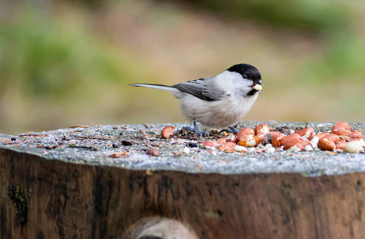 Похолодало - Все потянулись на кормушку -