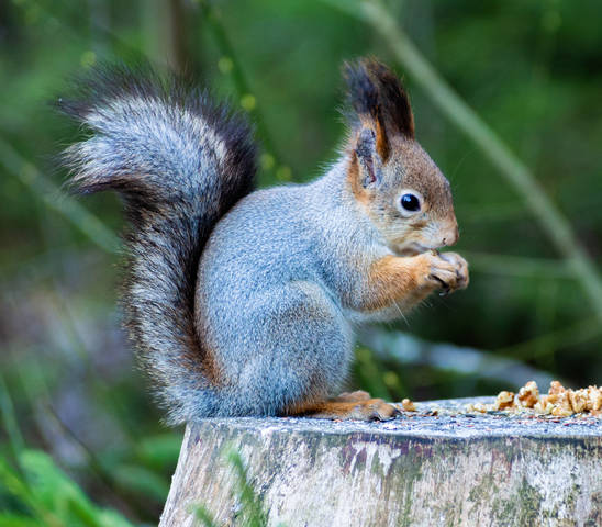 Похолодало - Все потянулись на кормушку -