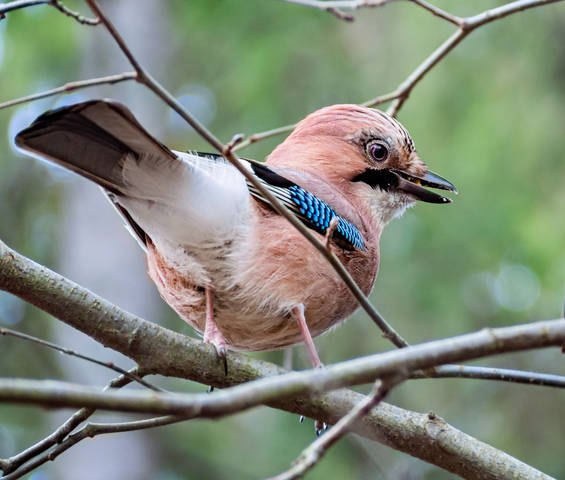 Похолодало - Все потянулись на кормушку -