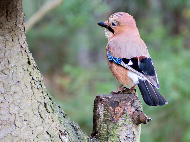 Похолодало - Все потянулись на кормушку -