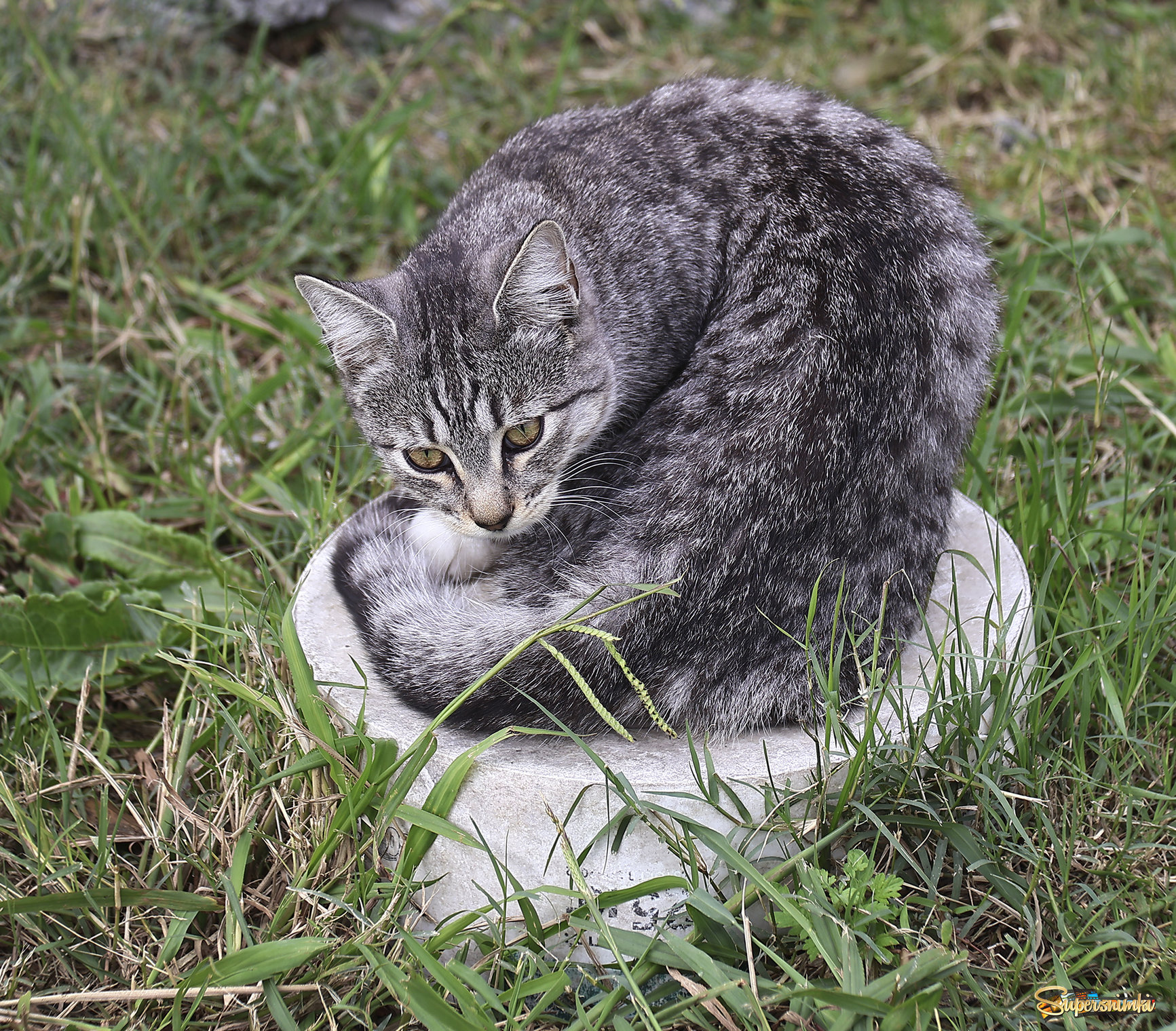 Сочинский котик)