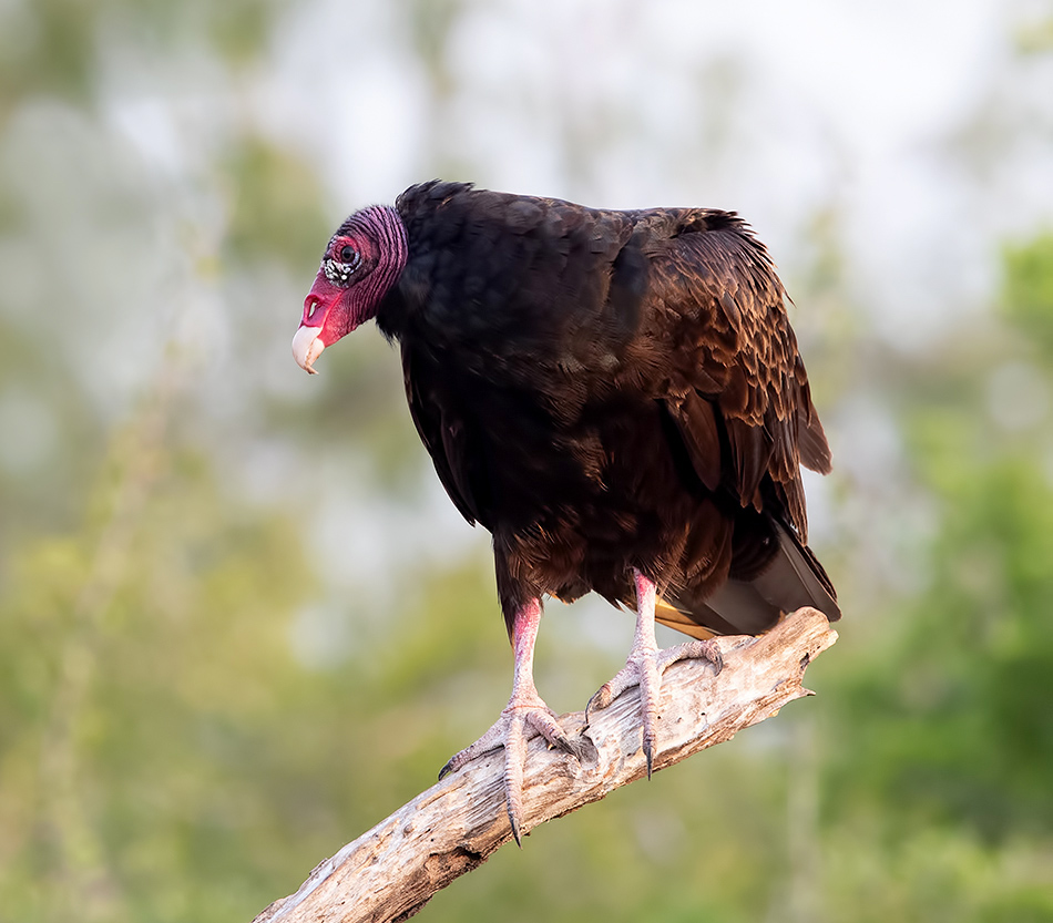 Turkey Vulture - Гриф-индейка