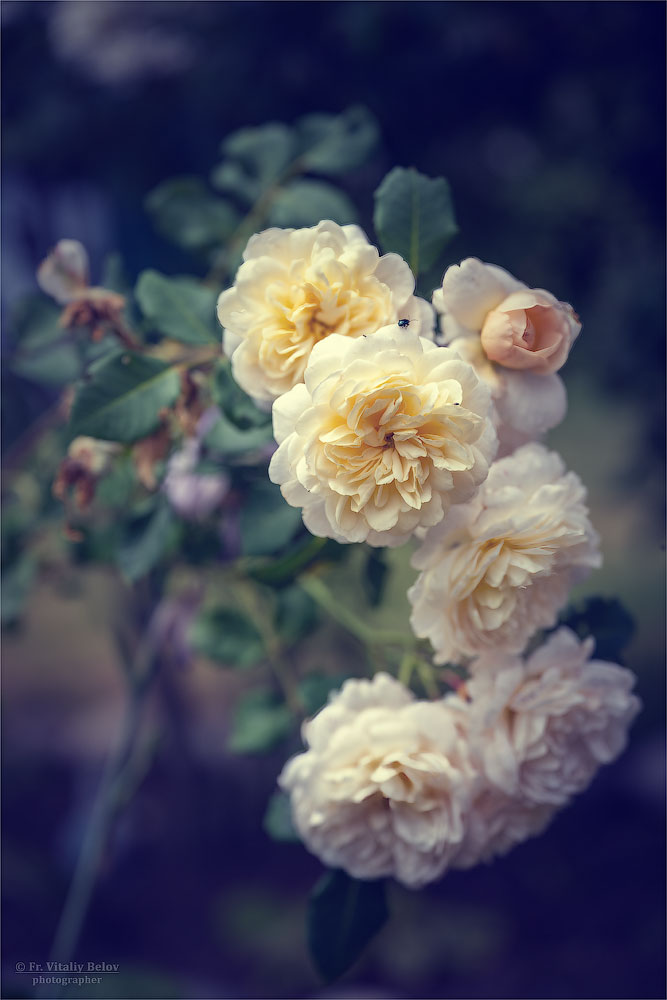 Роза Крокус Роуз