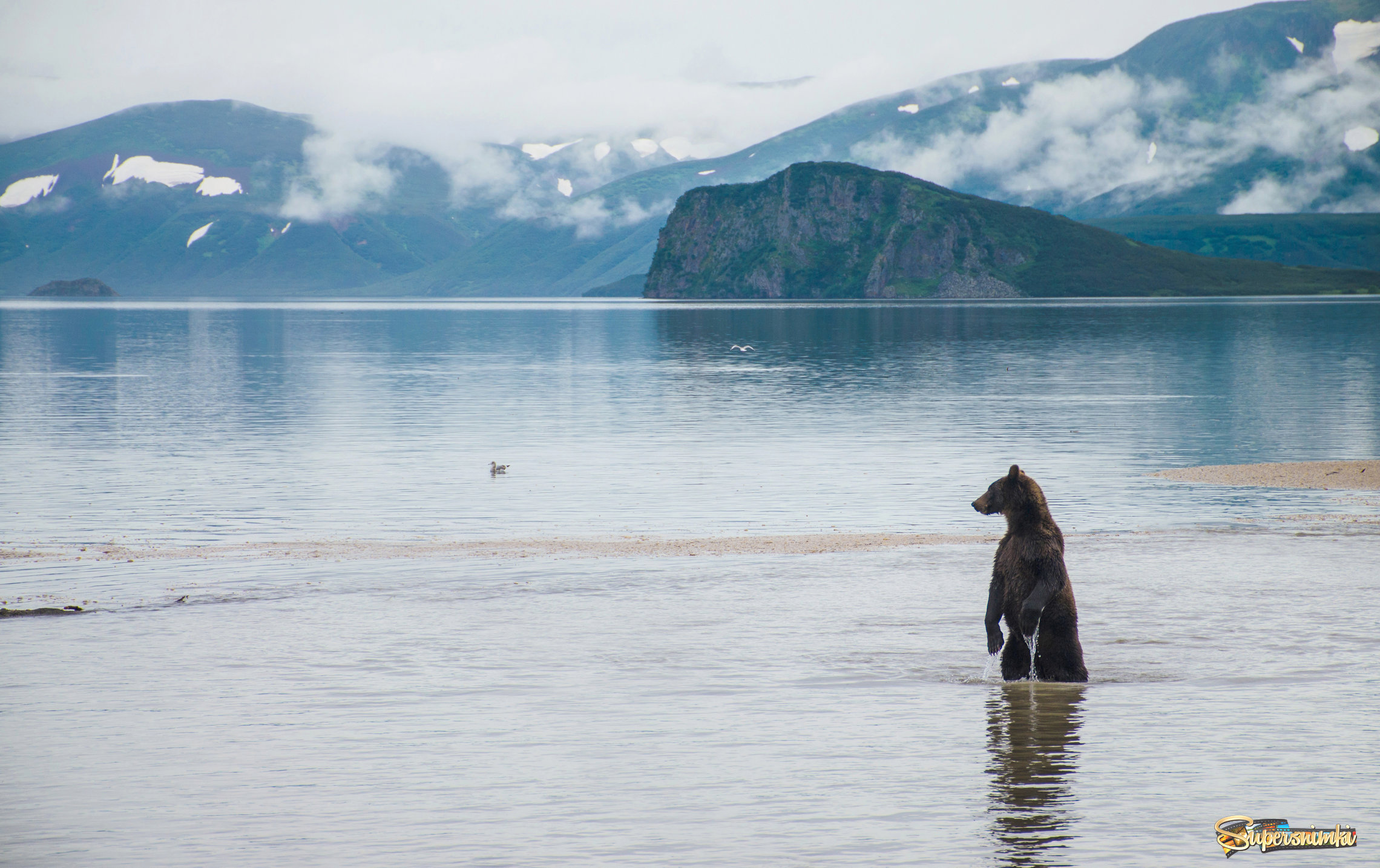Пейзаж с медведем.