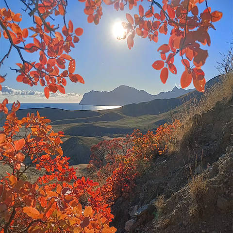 Алеют скумпии листы 