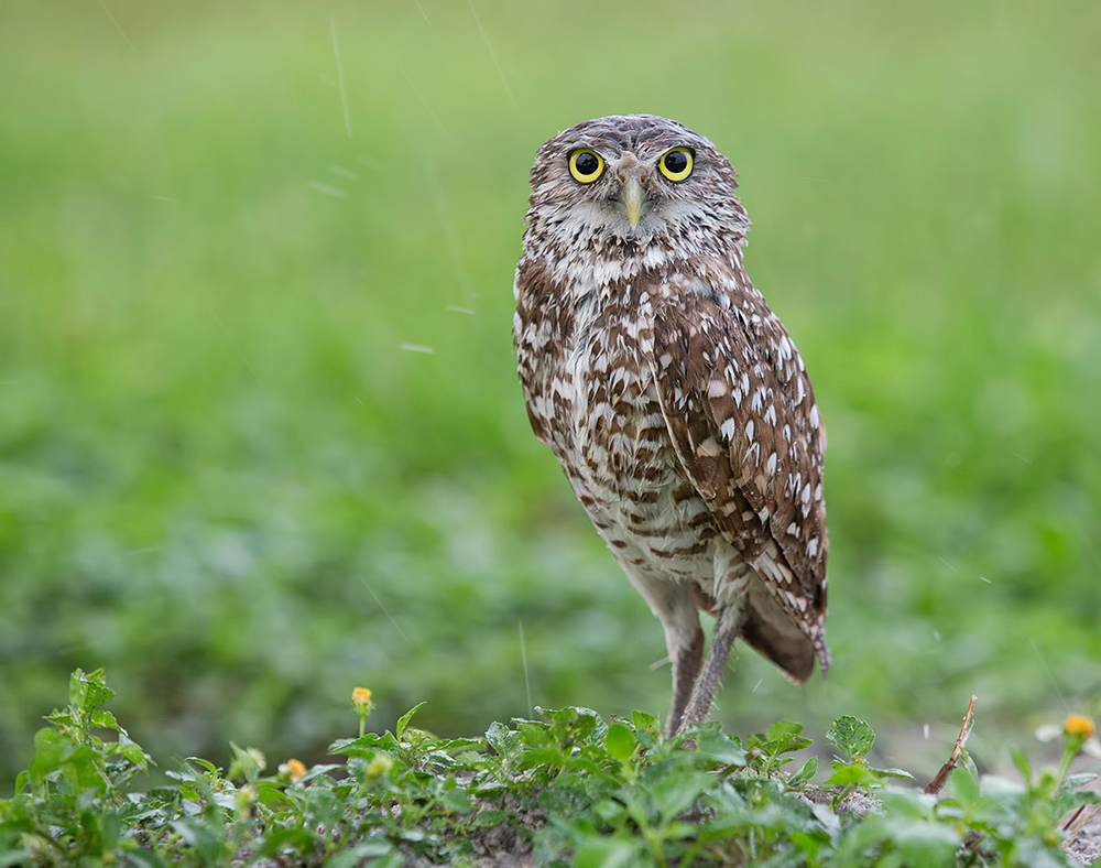 Burrowing Owl - Кроличий сыч