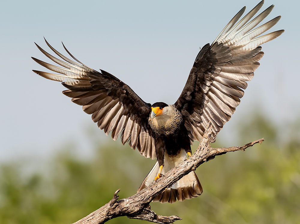 Обыкновенная каракара - Crested Caracara