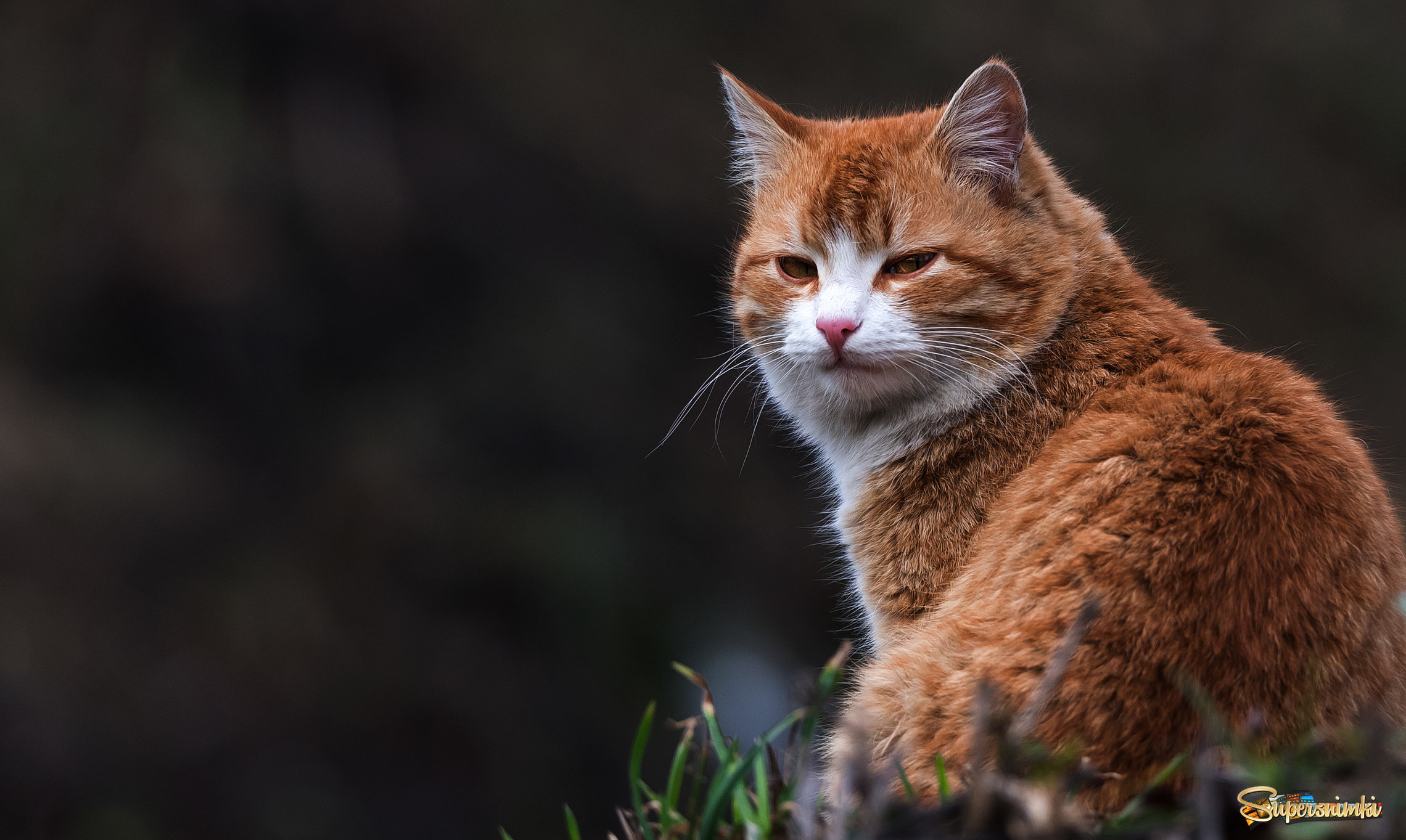 Про рыжего кота.