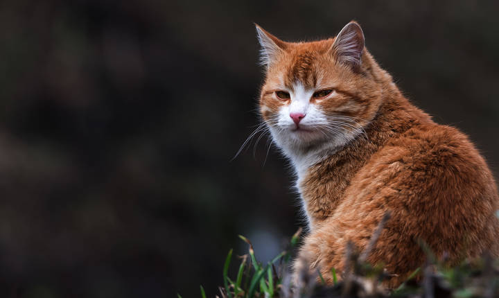 Про рыжего кота.