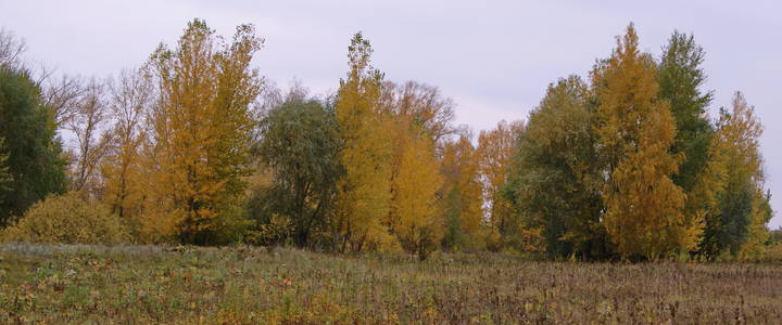 Дорога ведущая в золотую осень.