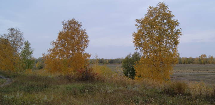 Дорога ведущая в золотую осень.