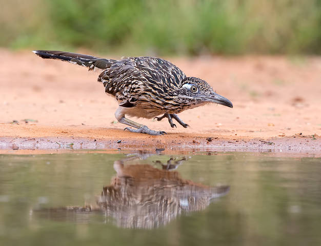 Greater Roadrunner - Калифорнийская земляная кукушка