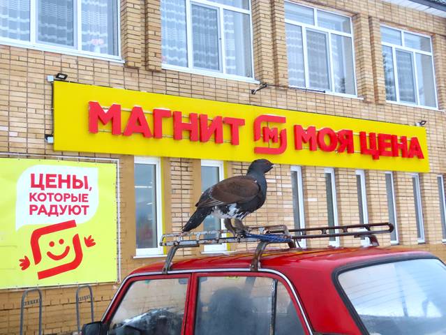 Глухарь Гриша