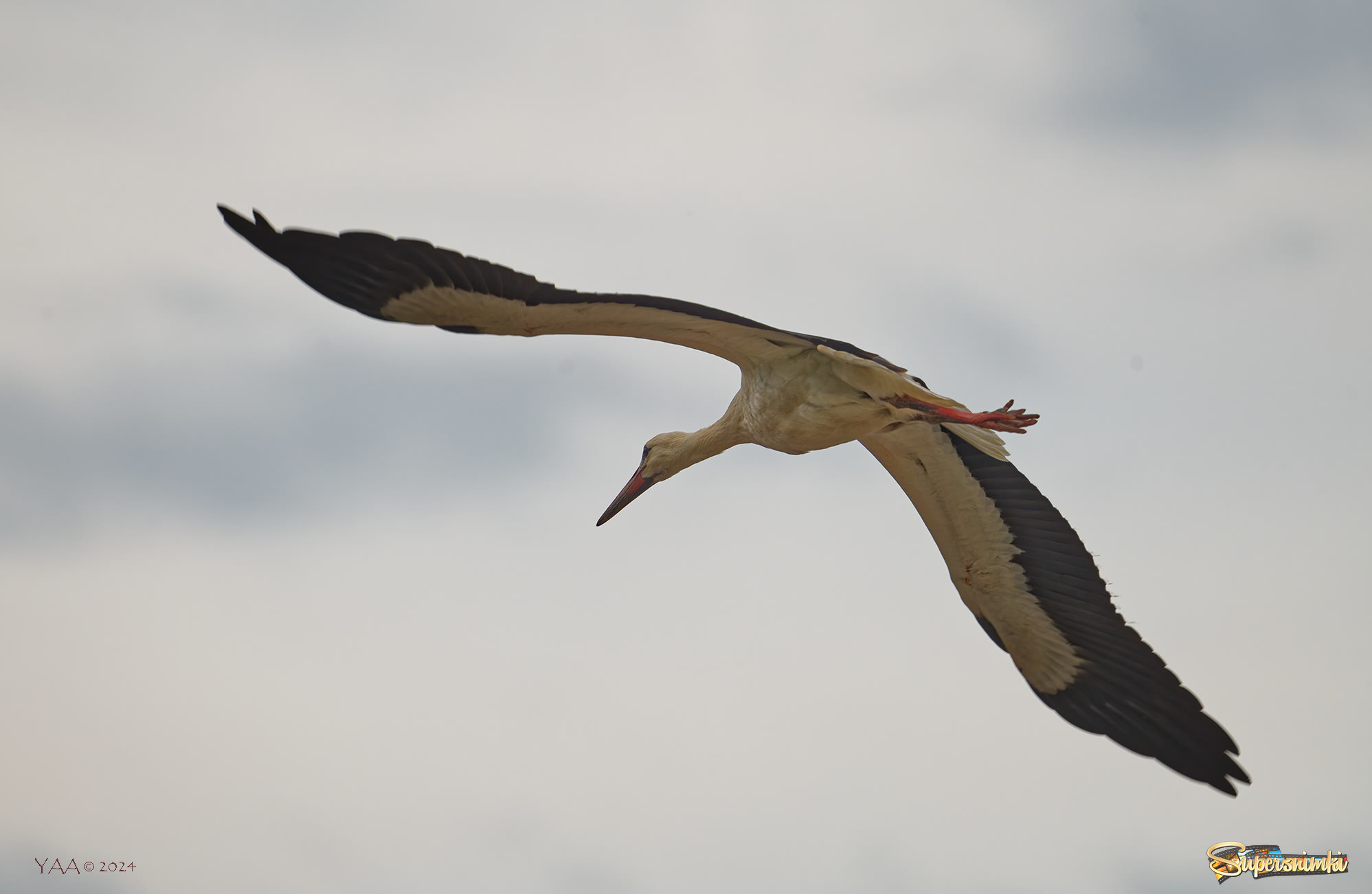 Stork in August. 🙂