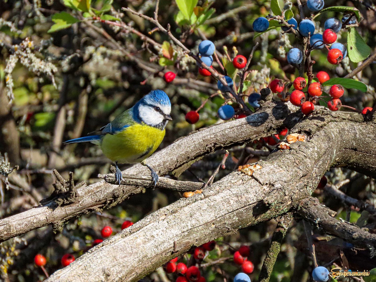 Лазоревка (Cyanistes caeruleus)