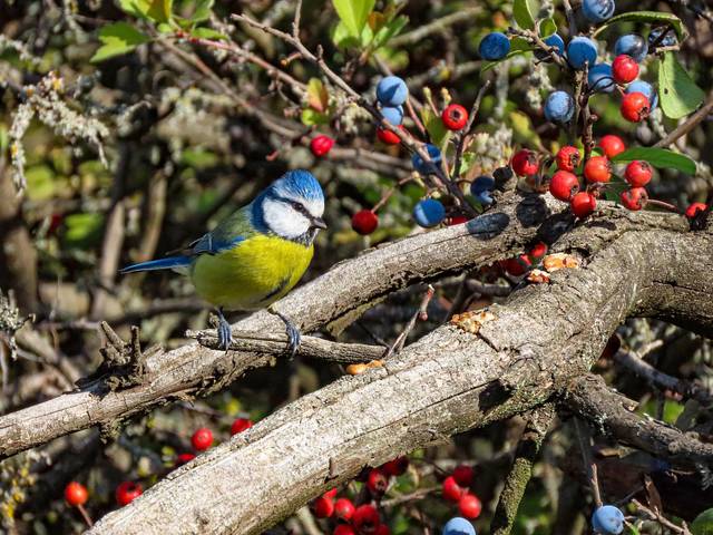 Лазоревка (Cyanistes caeruleus)