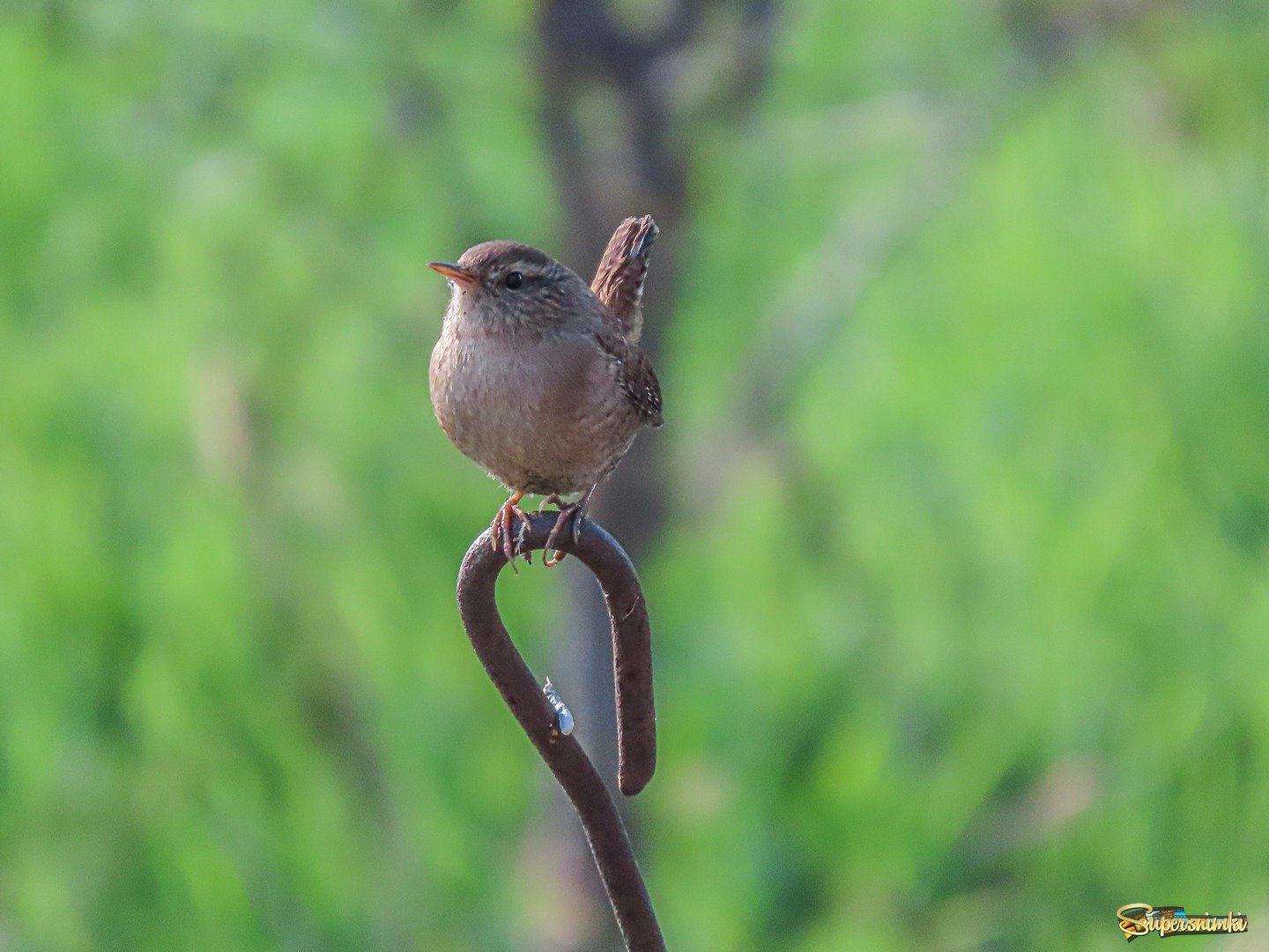 Крапивник (Troglodytes troglodytes)