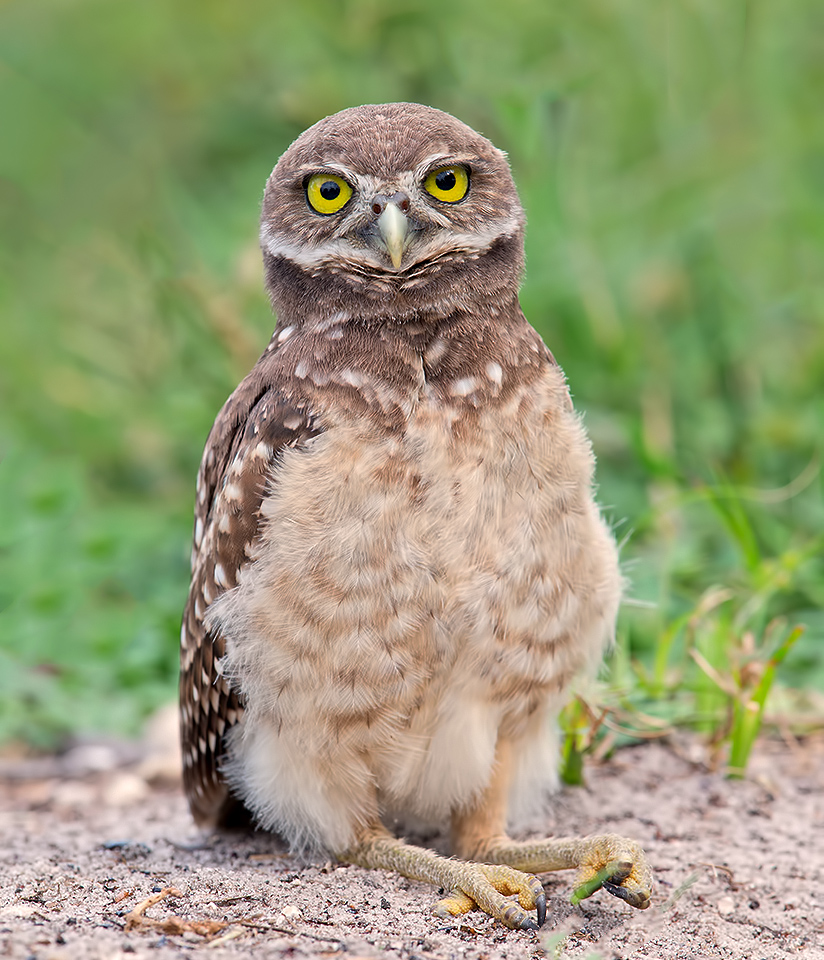 Young Owlet -Молодой сыч