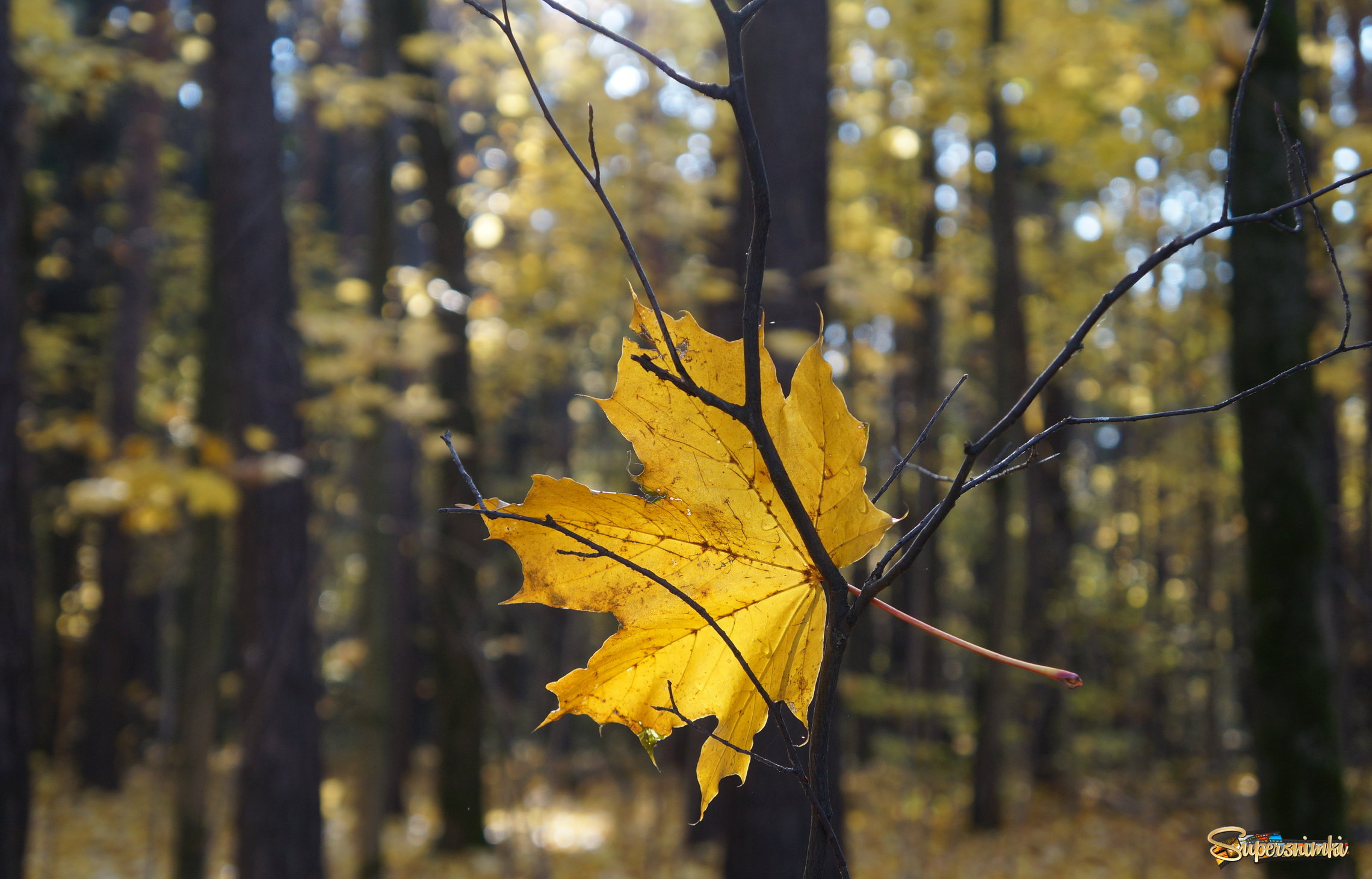 The last leaf