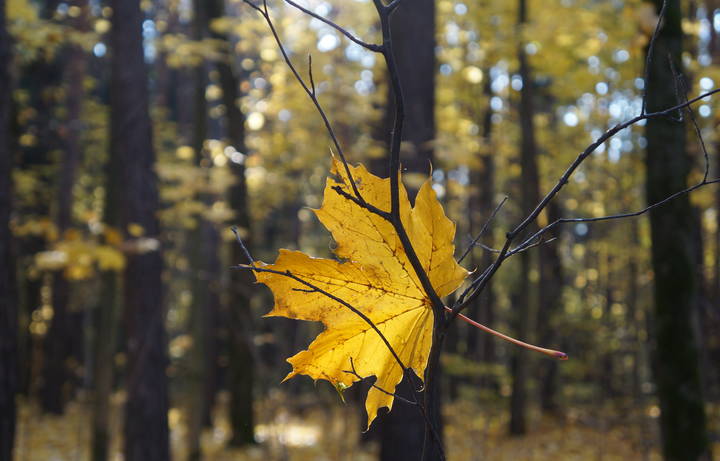 The last leaf