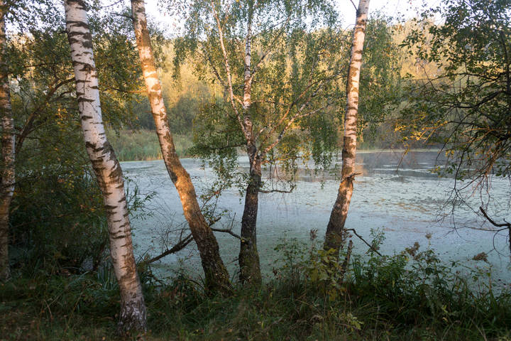 Озеро в лесу.