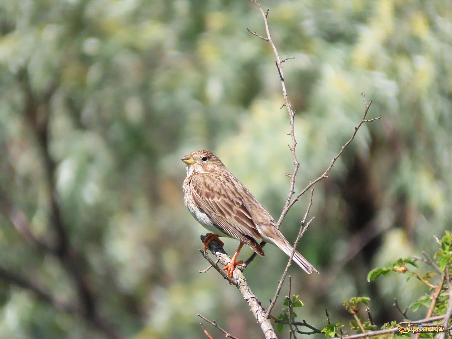 Просянка (Emberiza calandra)