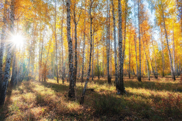 ОСЕННИМ ДНЕМ