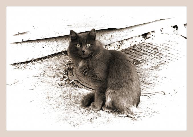 cat
