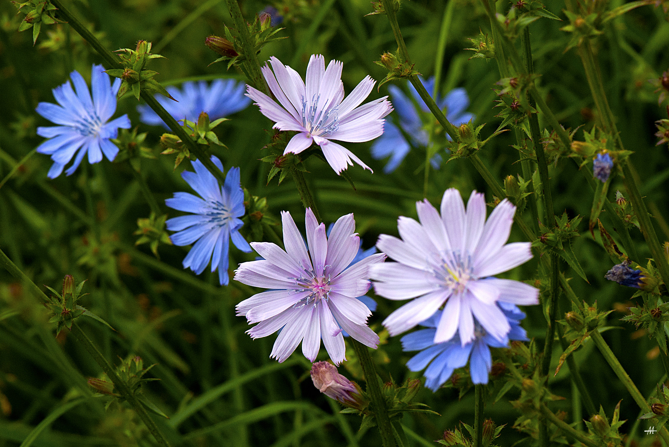 ☘️ flora