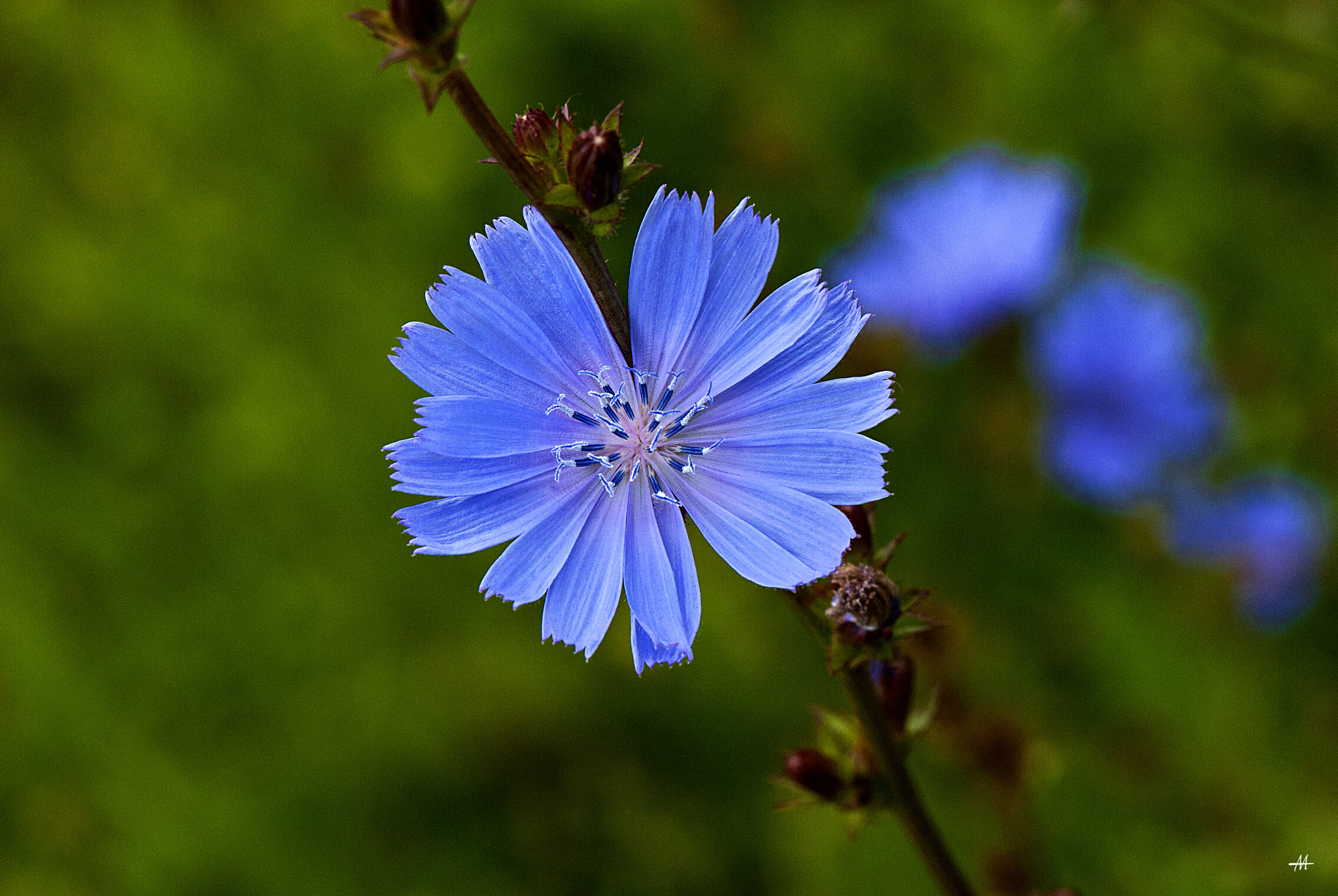 ☘️ flora 