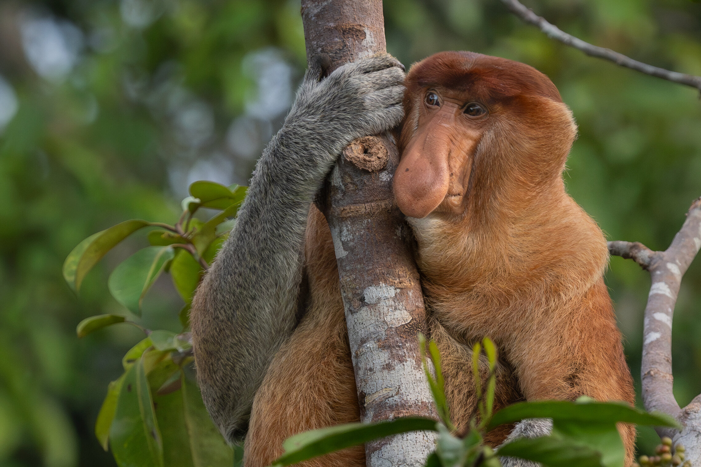 Proboscis Monkeys