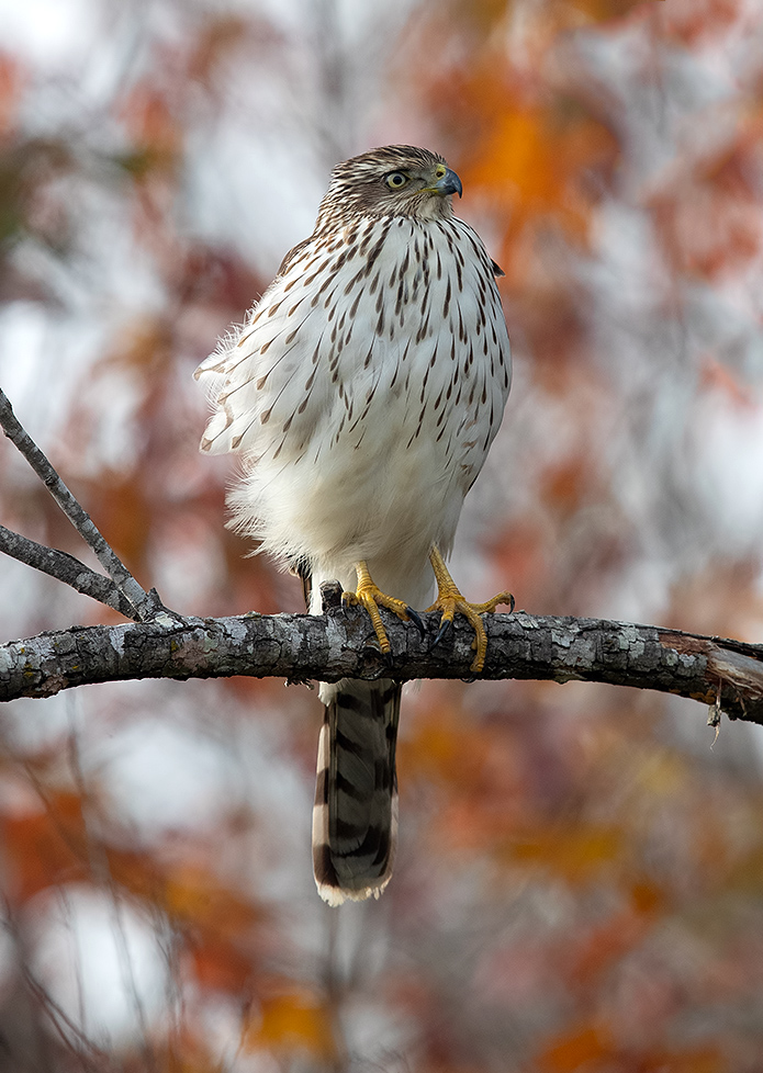 Sharp-shinned Hawk - Полосатый Ястреб