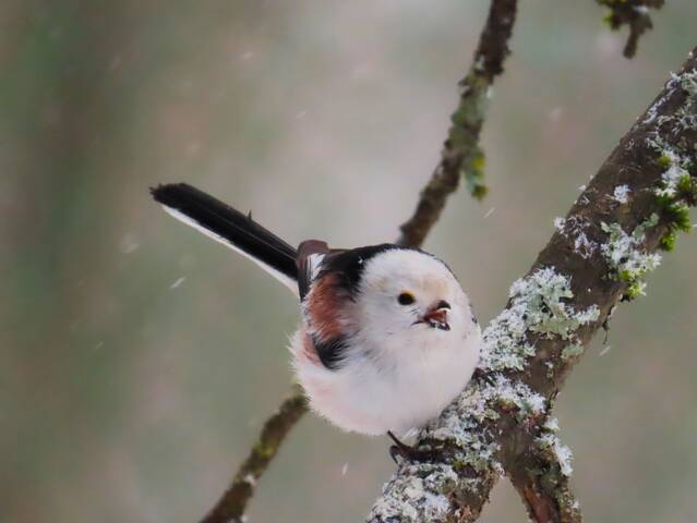 Ополовник 