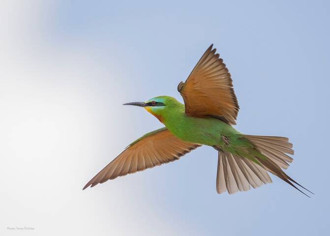 Зелёная щурка, или персидская щурка (лат. Merops persicus)