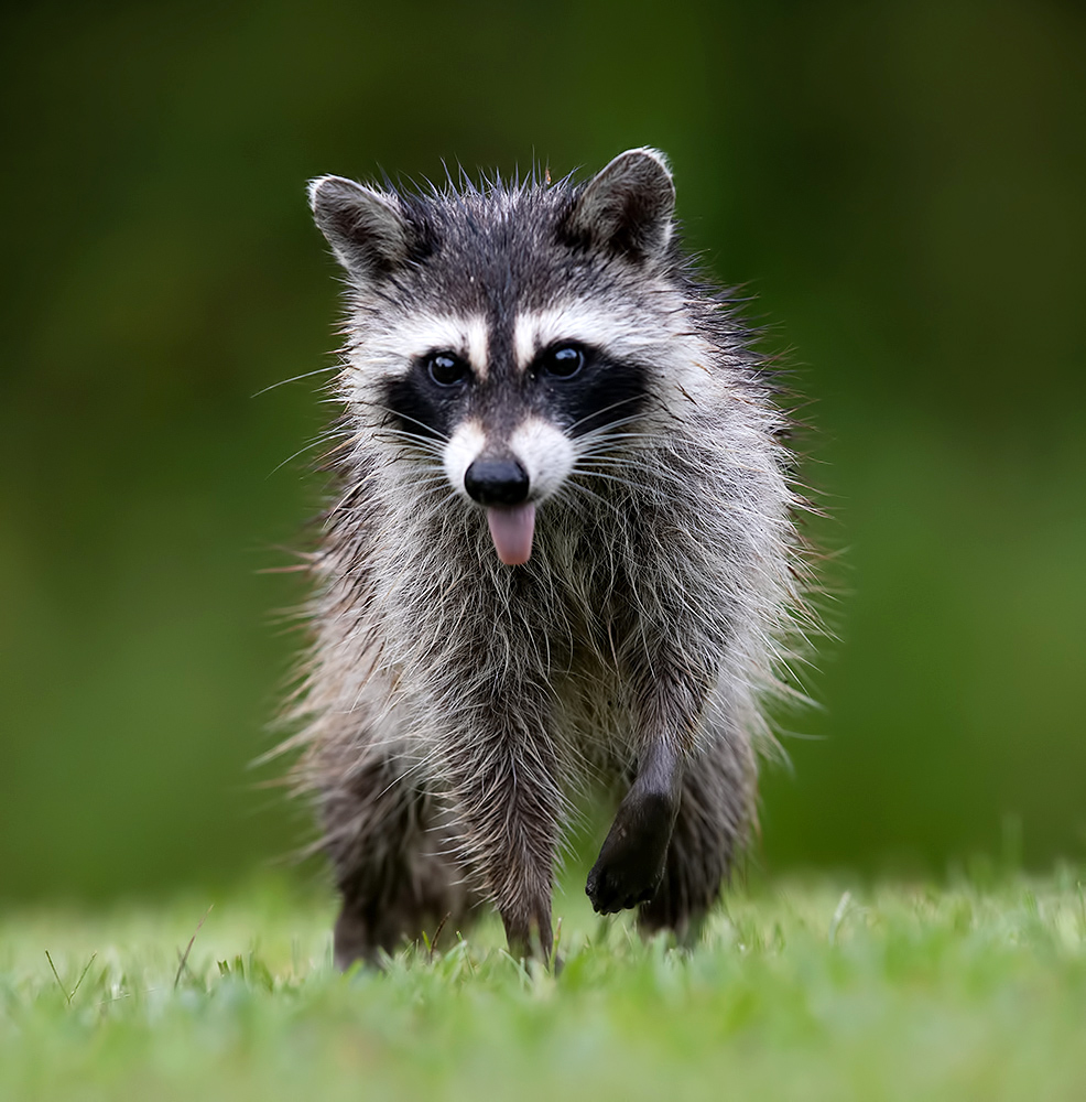 Енот-полоскун -Raccoon