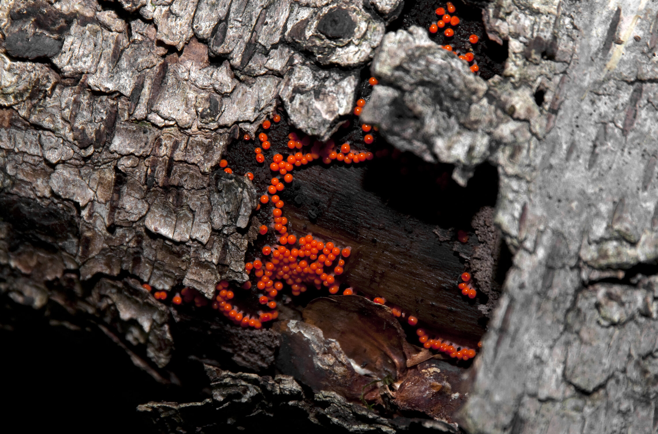 mushrooms