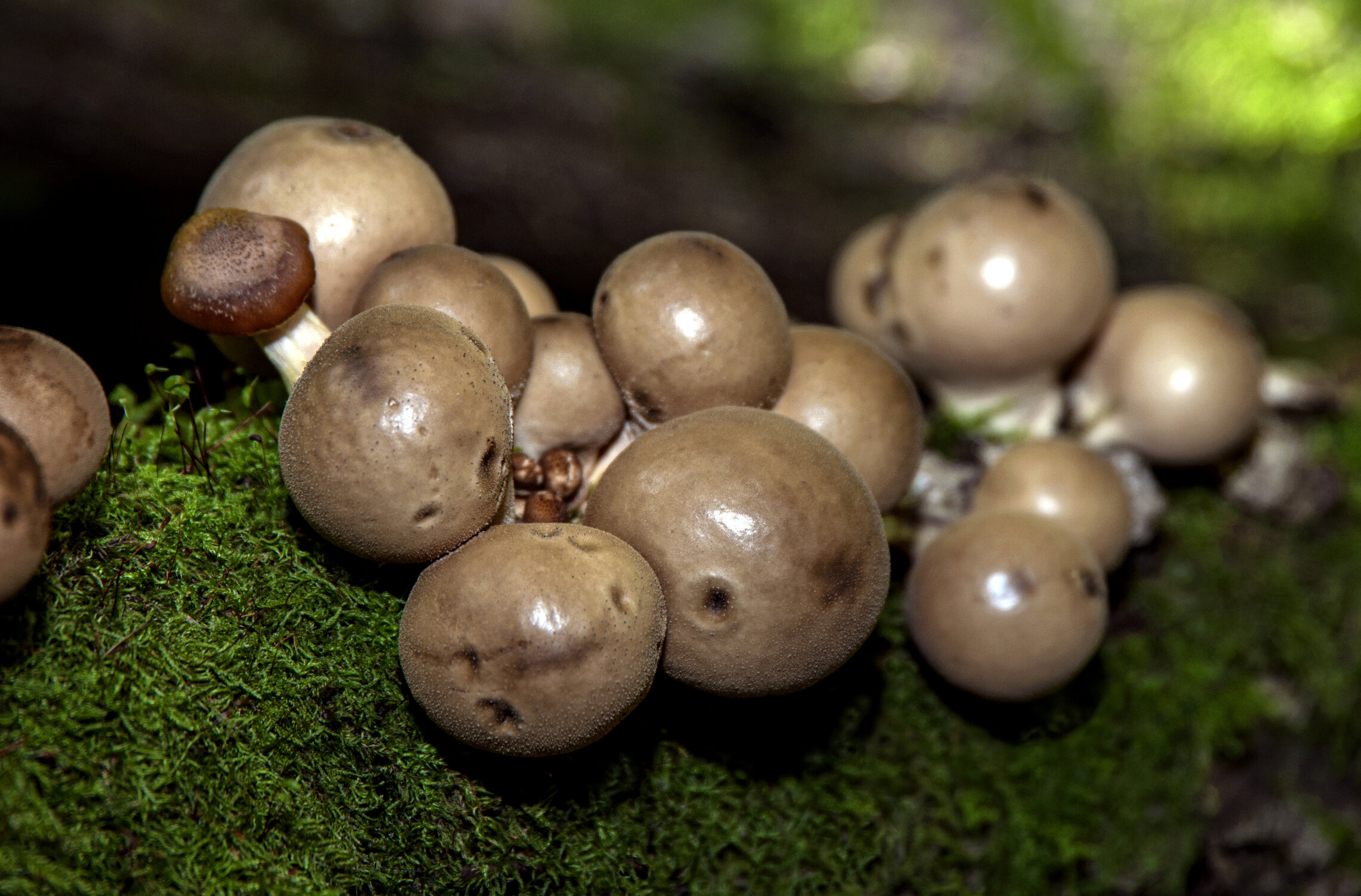 mushrooms