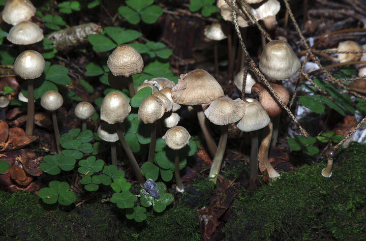 mushrooms