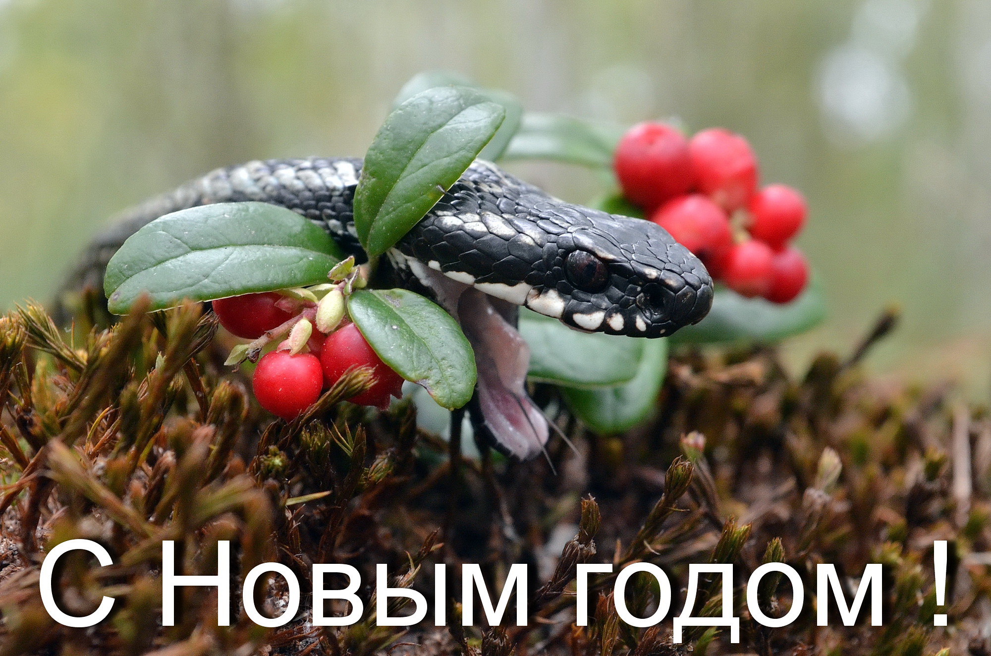 С Новым годом !