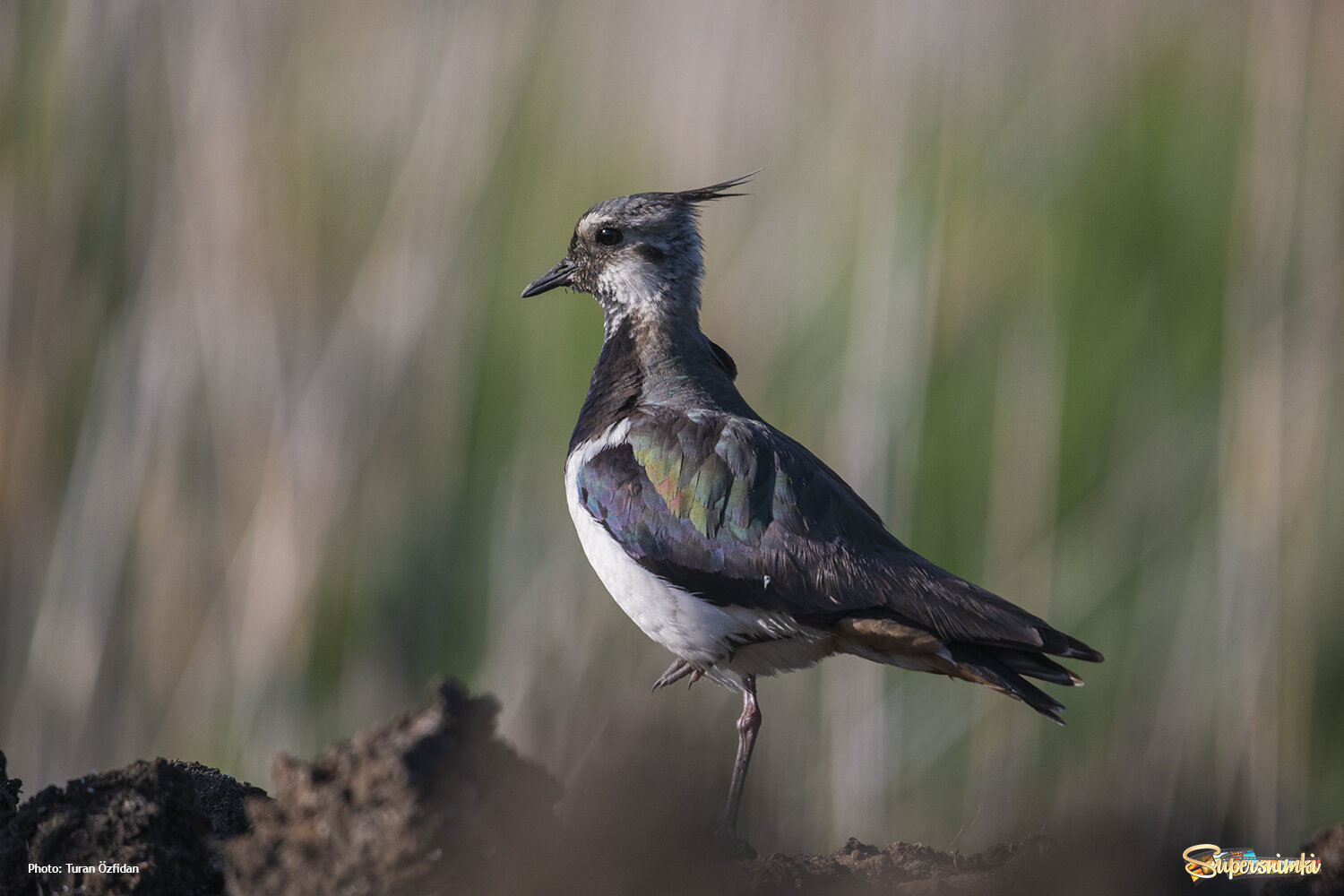 Чибис (лат. Vanellus vanellus)