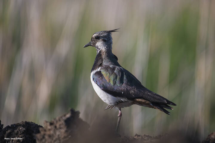 Чибис (лат. Vanellus vanellus)