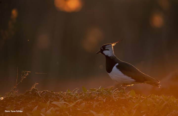 Чибис (лат. Vanellus vanellus)